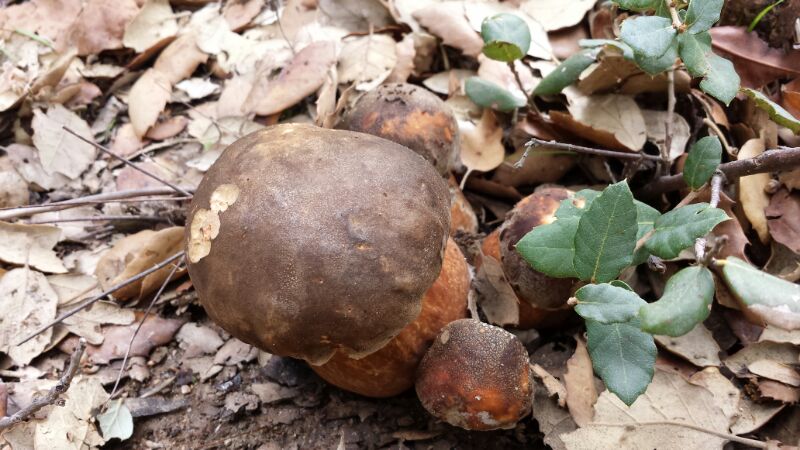 Andar per funghi in Gallura: quando e quali si trovano