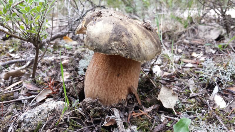 Andar per funghi in Gallura: quando e quali si trovano