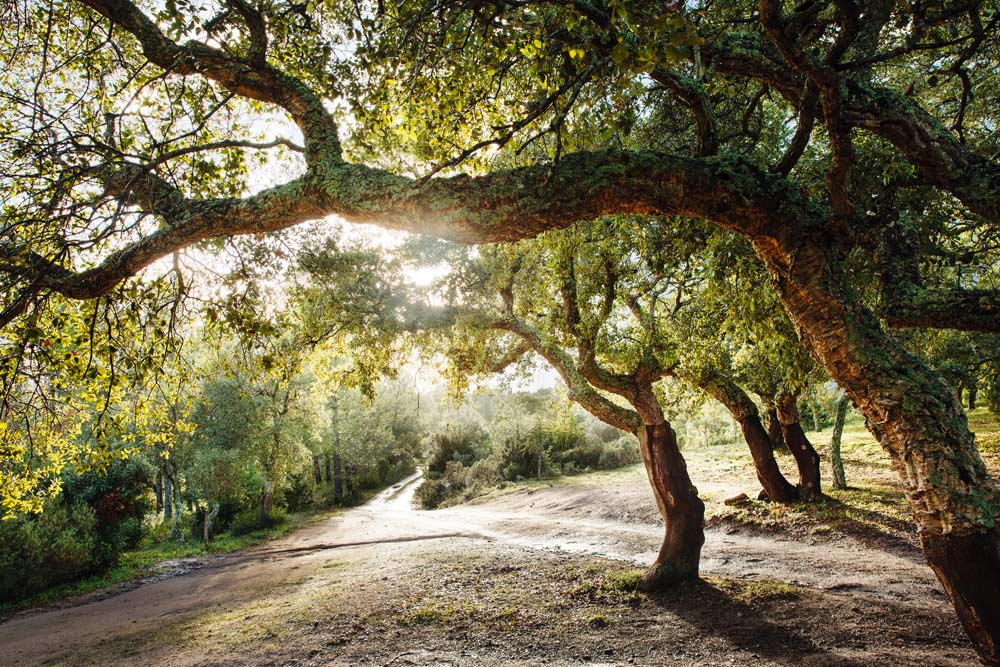 Il sughero: la risorsa naturale più preziosa in Gallura