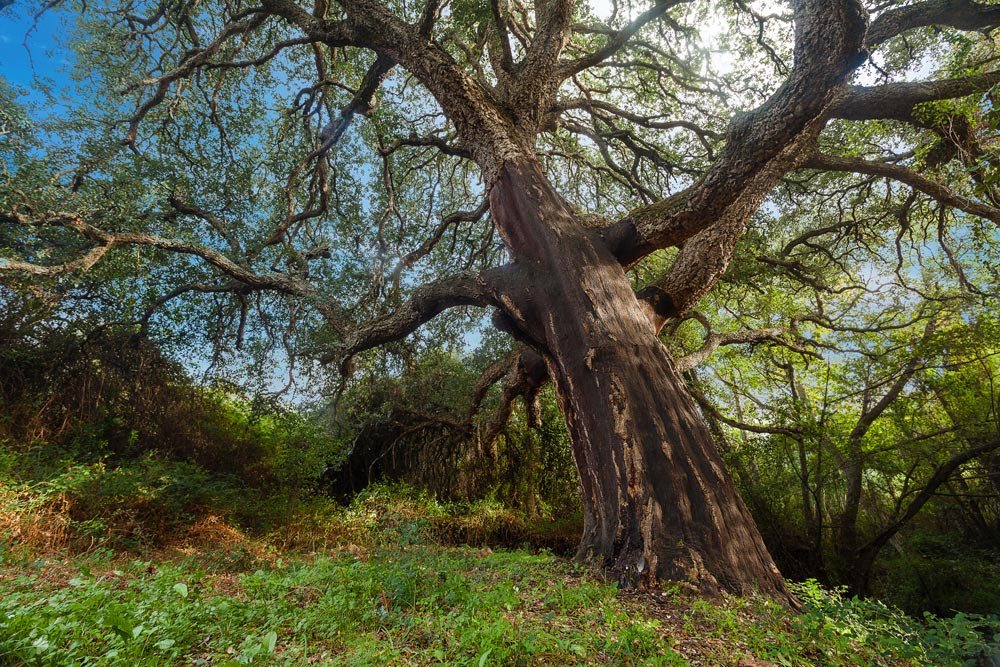 Il sughero: la risorsa naturale più preziosa in Gallura