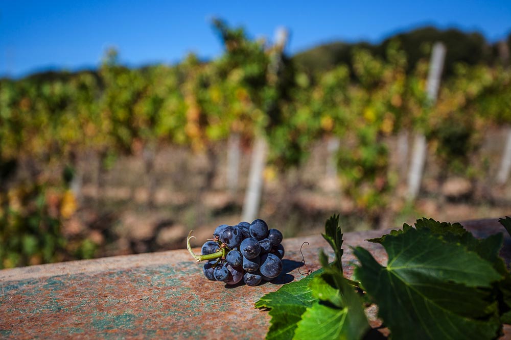 Dal Piemonte alla Gallura: il vino Nebiolo di Luras
