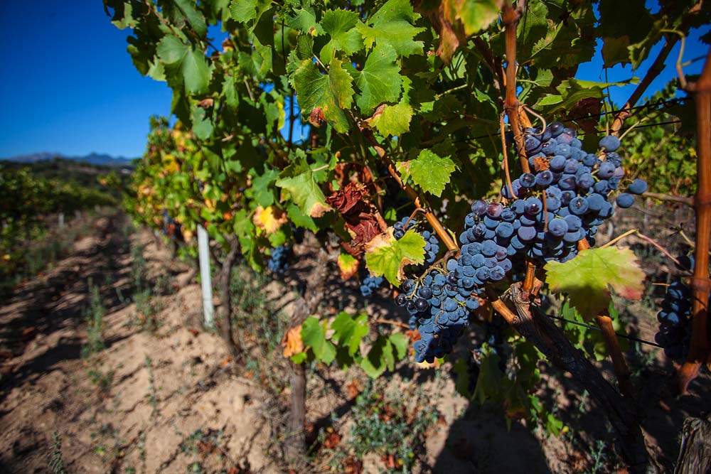 Dal Piemonte alla Gallura: il vino Nebiolo di Luras